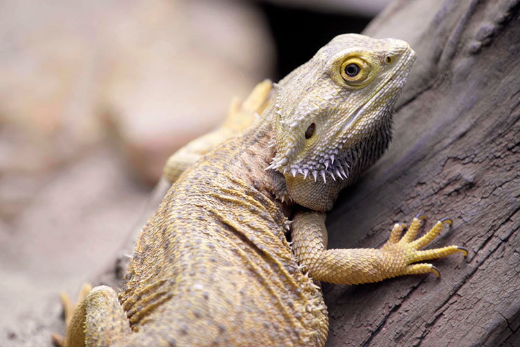 Imagem Dragão Barbudo